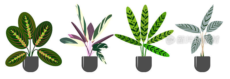 一套装饰和落叶的马兰科室内植物。玛兰塔，斯特罗曼塔，ctenanthe, calathea。趋势矢量插图孤立在白色背景上